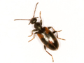 Anthicus antherinus